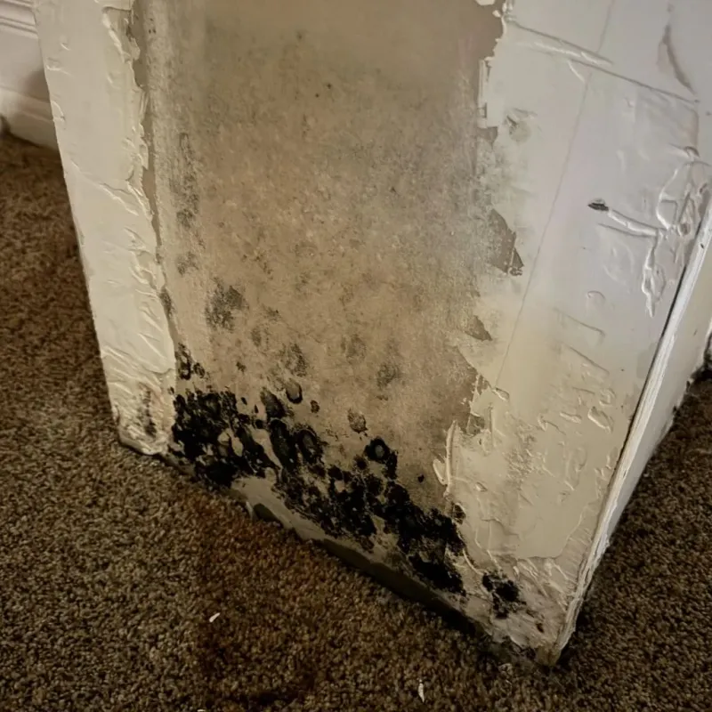Professional Mold Removal in Muskegon, MI